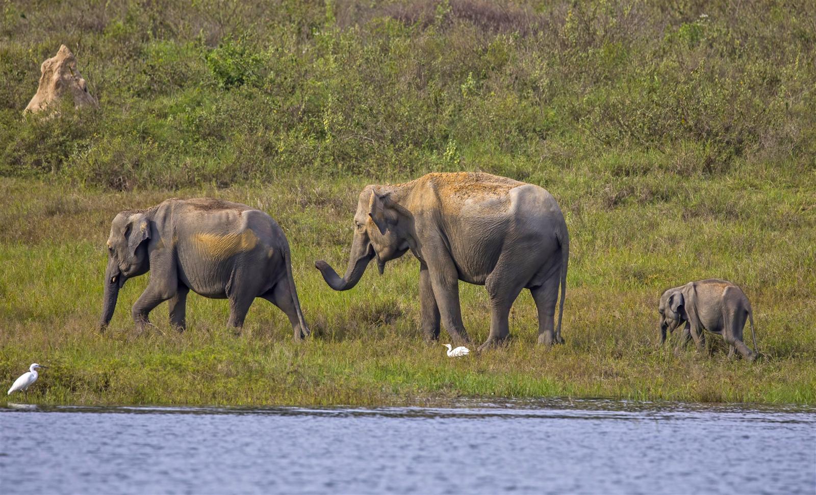 Gal Oya Elephant Family